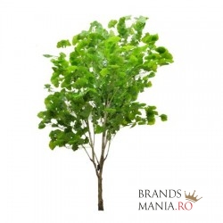 Plante Ornamentale